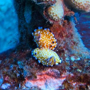 Hawaii Carthegenian Trembling Nudibranch  Goniobranchus Vibratus-7751