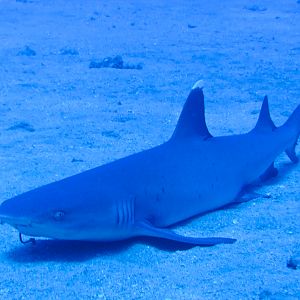 Hawaii Carthegenian White Tip Reef Shark-7770