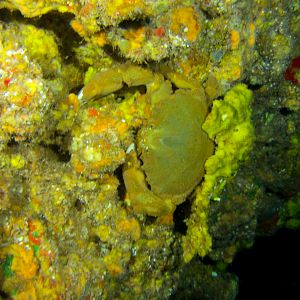 Hawaii First Cathedral Decorator Crab W Sponge-7618