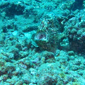 Hawaii First Cathedral Frogfish Big Gulp 1-7635