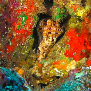 Hawaii First Cathedral Nautilus-7643