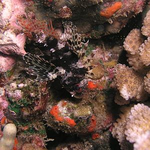 Hawaiian lionfish