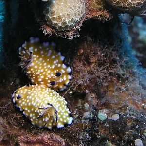 nudi sexy time