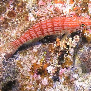 longnose hawkfish
