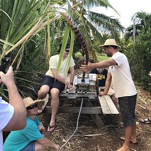 milling sugarcane
