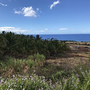 Coco view