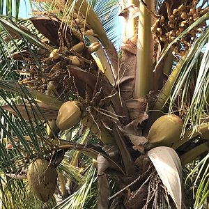 producing palm