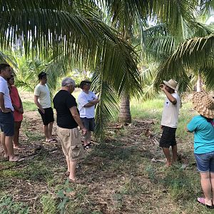 Coconut tour