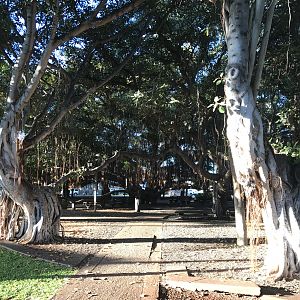 The Lahaina banyan tree