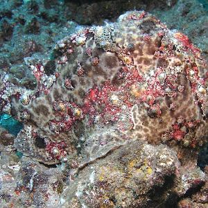 Commerson's frogfish
