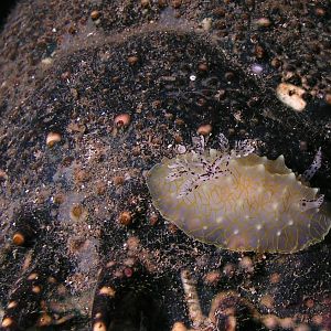 nudi to be named later