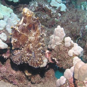 Octo keeping an eye on us