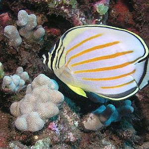Ornate Butterflyfish (Kikakapu)