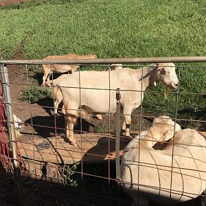 well it IS the name of the dairy...