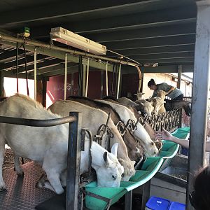 Surfing Goat Dairy tour