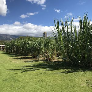 future rum (and vodka)