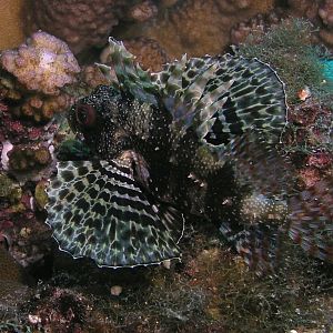Hawaiian lionfish