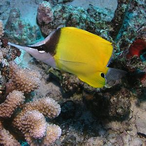 longnose butterfly (Lau Wiliwili-Nukunuku-Oioi)