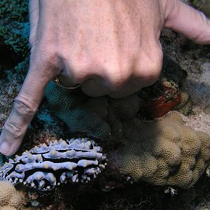 scrambled egg nudibranch