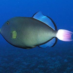 Pinktail Triggerfish