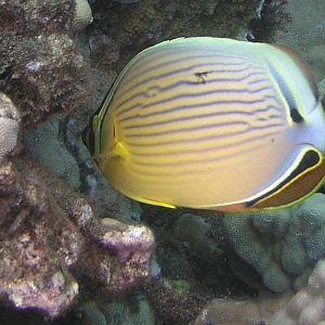 Rainbow Butterfly (Lau Hau)