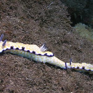 imperial nudibranch train