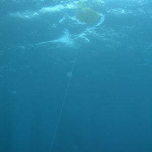 we HAD a dive float