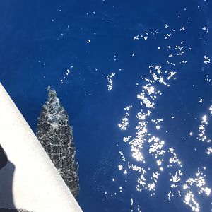 dolphins off the bow