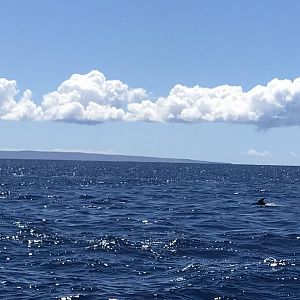 fins to the right