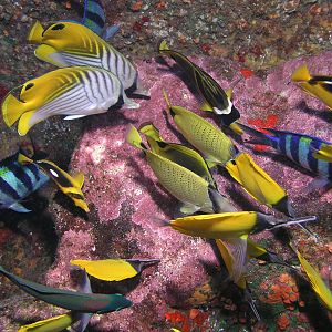 feeding frenzy