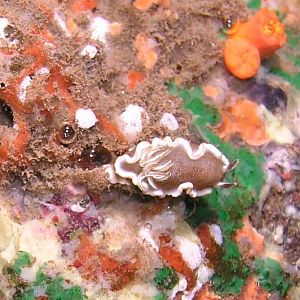 white margin nudibranch