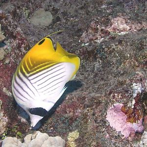 Threadfin Butterfly (Lau Hau)