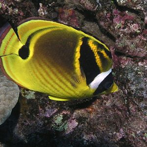 Raccoon Butterfly (Kikakapu Kapuhili)