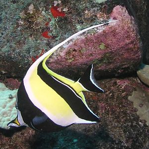 Moorish idol (Kihi Kihi)