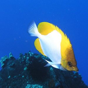 Pyramid Butterflyfish