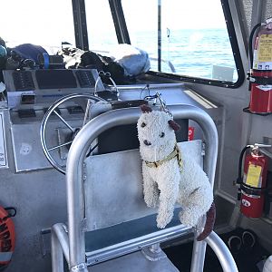 Wet finds a spot on the boat as well