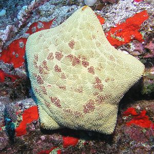 pincushion starfish