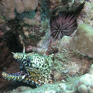 dragon moray