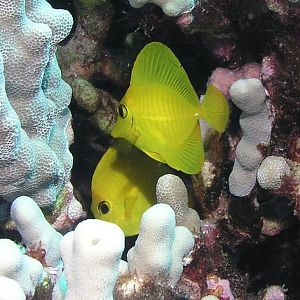 Yellow tangs