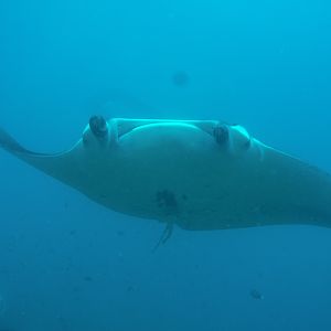 Maldives Manta