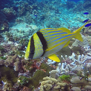 Porkfish