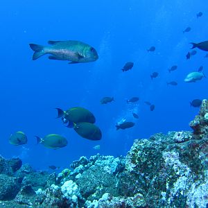 Hawaii Fish Rock -7504