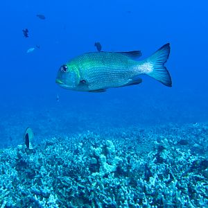 Hawaii Fish Rock Bigeye Emporer (Mu)-7509