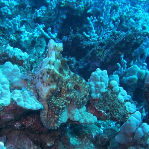 Hawaii Fish Rock Octopus-7540