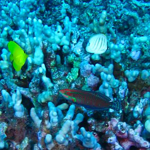 Hawaii Fish Rock Ornate Wrasse Yellow Tang Multiband Butterflyfish-7513