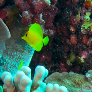 Hawaii Hawaii Honolua Bay Juvenille Yellow Tang-6843