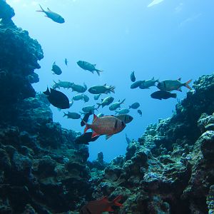 Hawaii Honolua Bay -6834