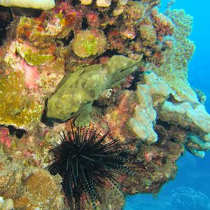 Hawaii Honolua Bay Commerson's Frogfish-6969