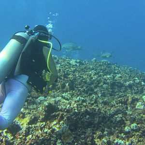 Hawaii Honolua Bay DM Ashley Watching Turtles-6905