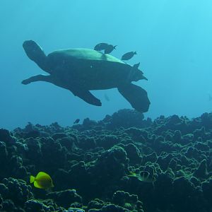 Hawaii Honolua Bay Green Sea Turtle Cleaning Station-6870